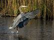 image by Kirms Photography Great Blue Heron-3